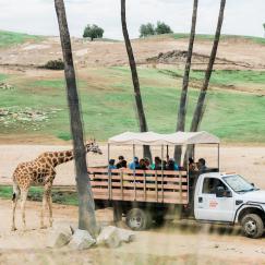 caravan safari photos