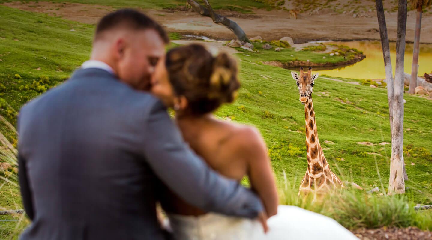 Groom and bride with giraffe looking at them in background