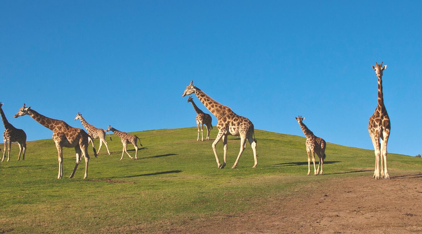 A large herd of giraffes walk across a green grassy hill