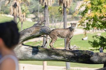 Harusi Cheetah in Mkutano House Wedding background