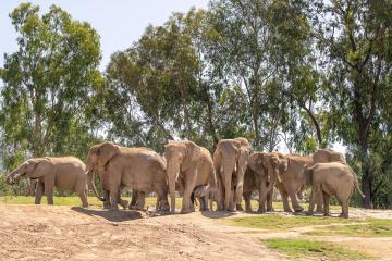 Elephant Valley Herd
