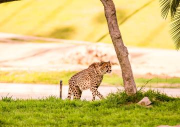 Cheetah walking across grass