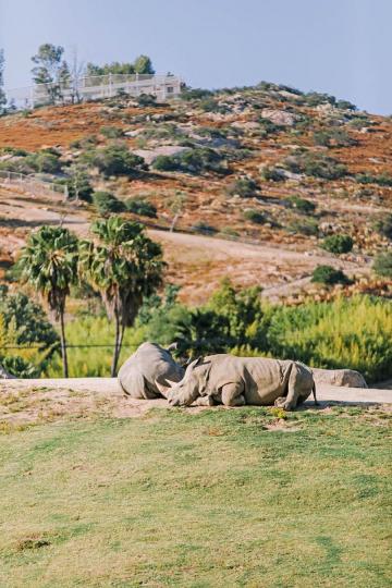 Rhinos at the Safari Park