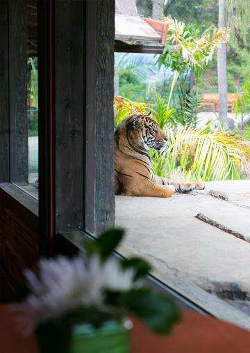 Sumatran tiger sitting near Longhouse window