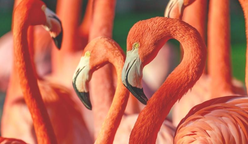 flock of flamingos