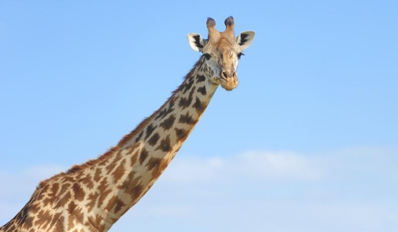 Giraffe against a sky