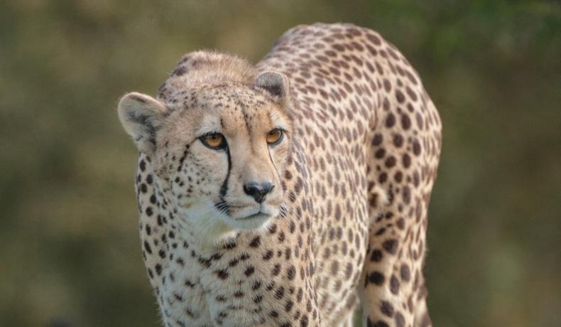 cheetah