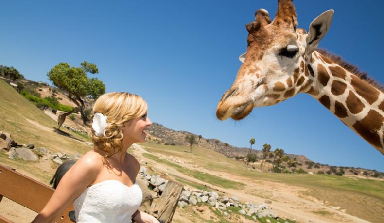 bride & giraffe