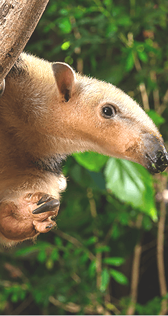 tamandua