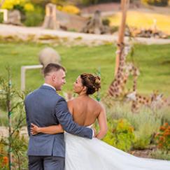 Bride and groom looking at a giraffe