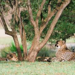 Shelly Anderson Photography Cheetah