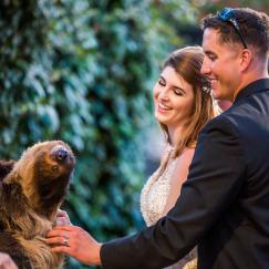 bridal couple with sloth