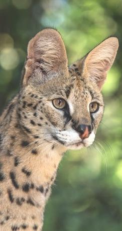 serval