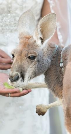 Photo: Laura Christin Photography kangaroo