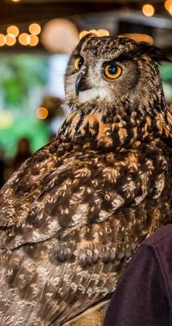 Photo: True Photography owl
