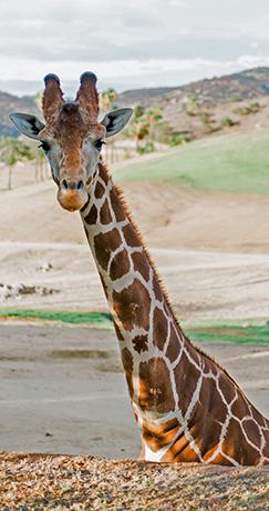 Giraffe watching the wedding