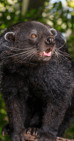 Binturong at animal encounter. 