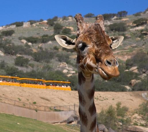 giraffe