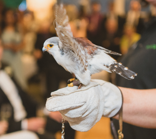 pygmy falcon